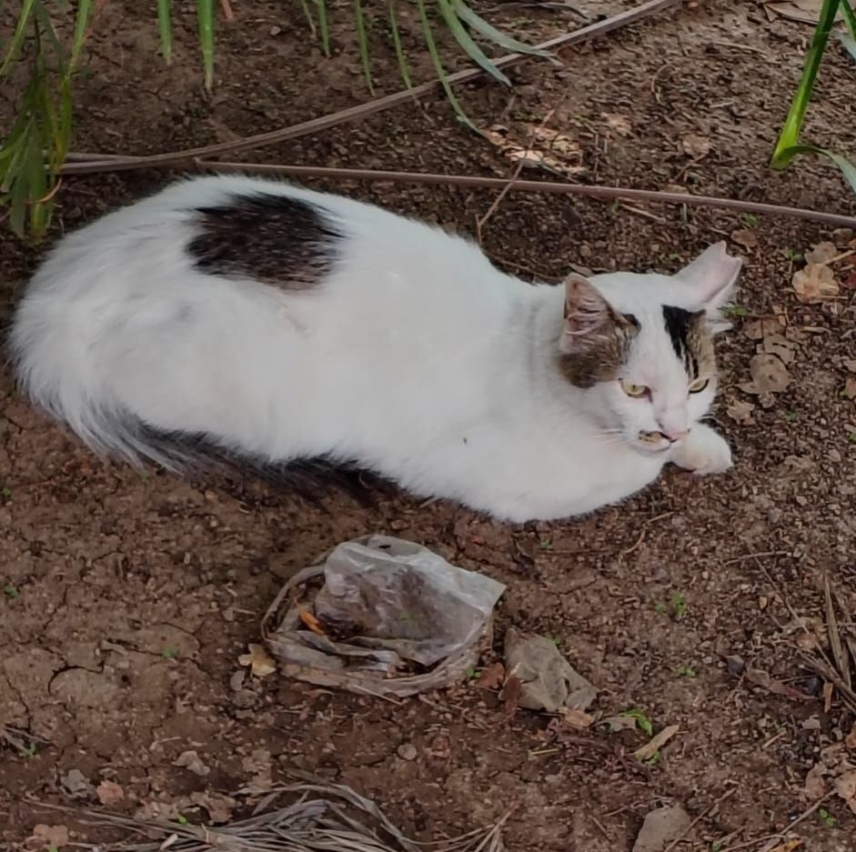 boka loaf